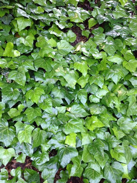 Lush Ivy Ground Coveri Would Like To Put Some Of This In The Front