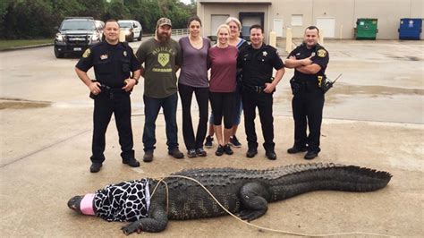Video Huge Alligator Captured Outside Texas Shopping Center Abc7 Los