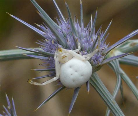 yellow bellied crab spider zygometis xanthogaster woodlands historic park