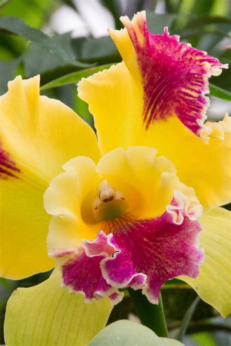 The stem that holds the flower emerges from the base of the highest leaves. Free Stock Photo of Yellow Red Flower Cattleya Orchid ...