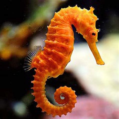 Image Result For Seahorse Beautiful Sea Creatures Sea Animals Seahorse