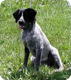 Great savings & free delivery / collection on many items. Daphanie | Adopted Dog | Ephrata, PA | German Shorthaired ...