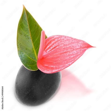 Fleur Anthurium Esprit Zen Stock 写真 Adobe Stock