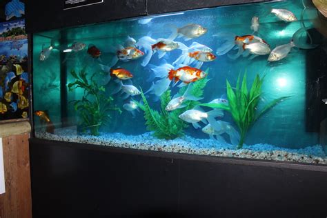 Can Koi Fish Live In A Tank Aqua Tank World