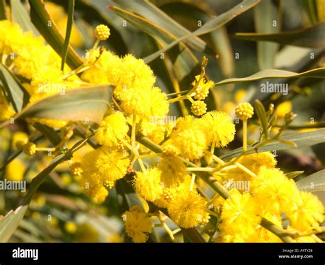 Mimosa Or Golden Wattle Tree Acacia Saligna In Flower Also Known As