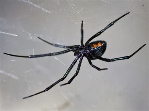 Male black widows are also generally smaller in size than their female counterparts. File:Latrodectus hesperus Berkeley, California.jpg - Wikipedia