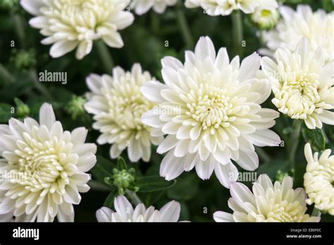 Field White Chrysanthemums Hi Res Stock Photography And Images Alamy
