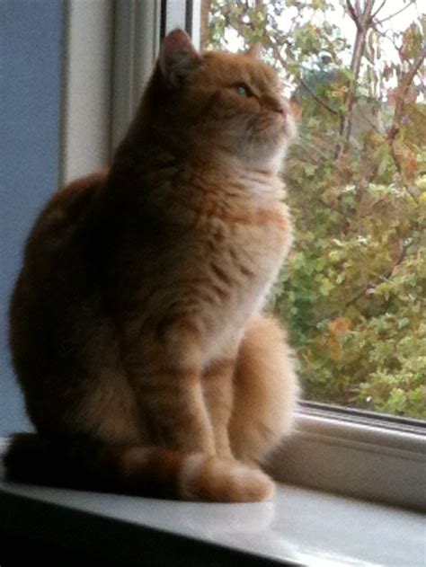 An Orange Cat Sitting On Top Of A Window Sill