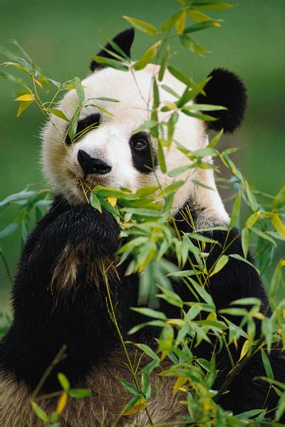 Giant Panda Eating Bamboo By Gerry Ellis Cute Animals Baby