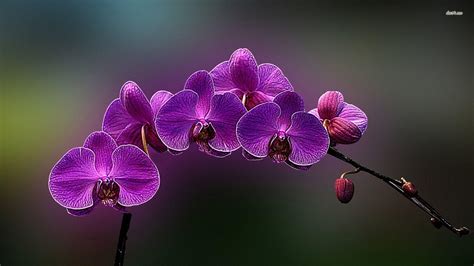 Bouquet Of Violet Orchid Flowers
