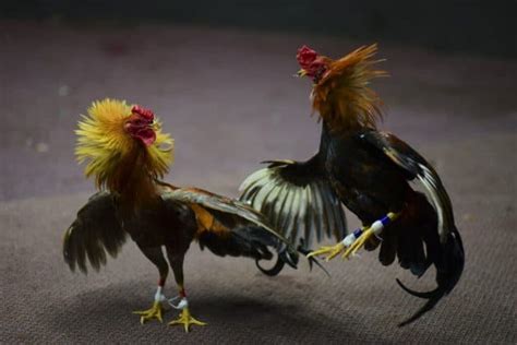 indian rooster forced to fight kills owner with cockfight blade