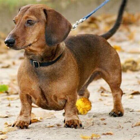 How To Care For Dachshunds Vida Veterinary Care