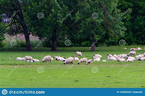 Herd Of Sheep Grazing In Field Stock Photo Image Of Grass Livestock