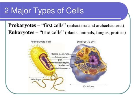 Types Of T Cells And Their Functions