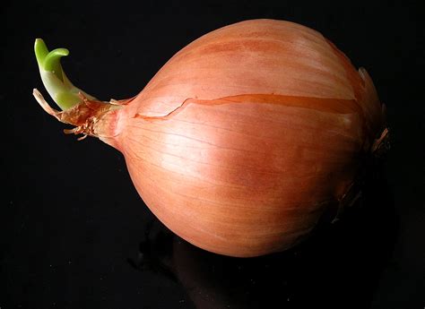 Onion Liz West Flickr