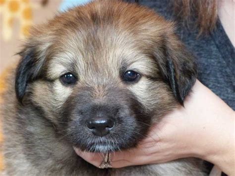 Chinook Puppies Lion King Litter Week 4