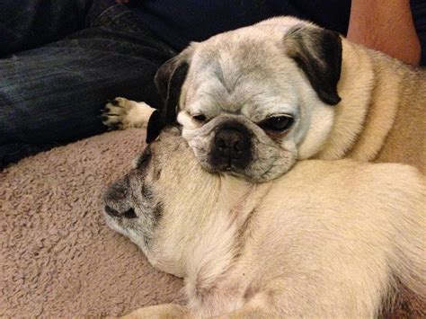Old Pugs Are My Favorite Aww