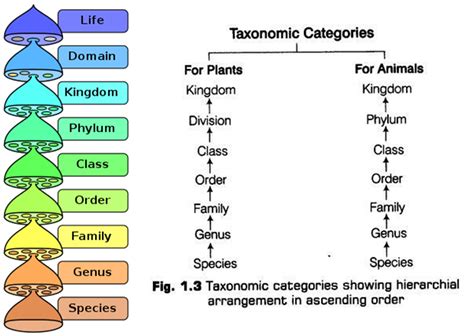 Taxonomic Categories Notes Ncert Solutions For Cbse Class 11 Biology