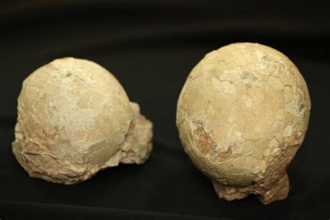 Ovos intactos de dinossauro são encontrados em Uberaba