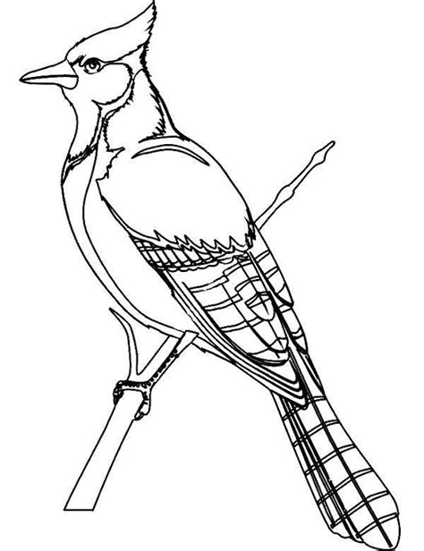 Kolorowanki Ptaki Do Druku I Malowanki Sketch Coloring Page