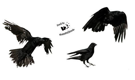 Cut Out Stock Png 34 Pack Of 3 Crows By Momotte2stocks On Deviantart