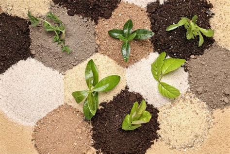 5 Ways To Boost Plant Growth With Soil Seasonal Preferences