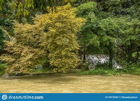 Landscape With Forest River Stock Image Image Of Stream Branch