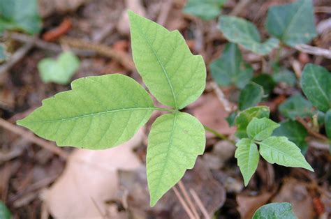 Poison ivy, poison sumac, more: Identify plants that can hurt you