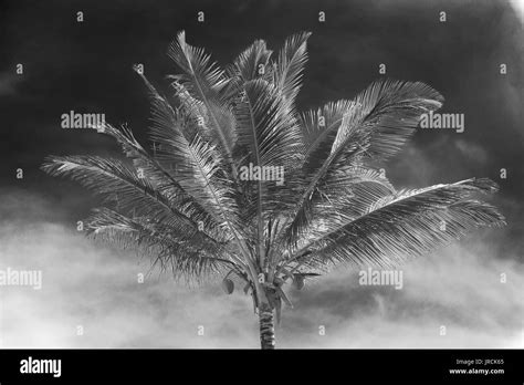 Green Coconut Black And White Stock Photos And Images Alamy