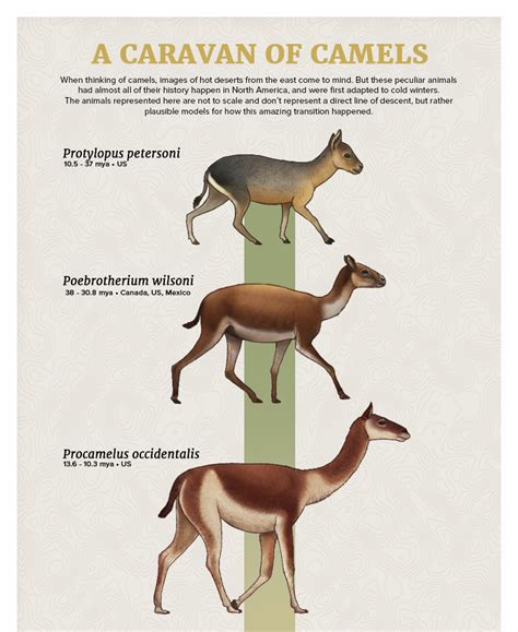 The Casual Paleoartist — Evolution Series A Caravan Of Camels When