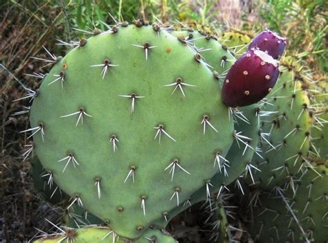 It is one of the many species of foliage available in planet zoo. Are Prickly Pear cacti the most successful cacti? - Quora