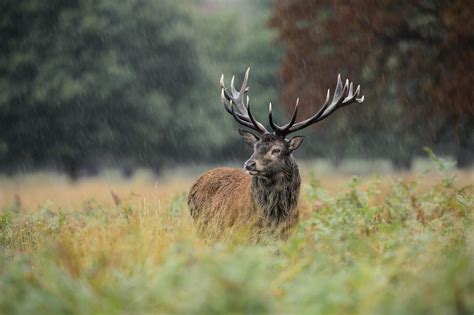 The Six Types Of Deer In Britain Country Life