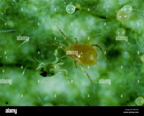Predatory Mite Phytoseiulus Persimilis And Two Spotted Spider Mite