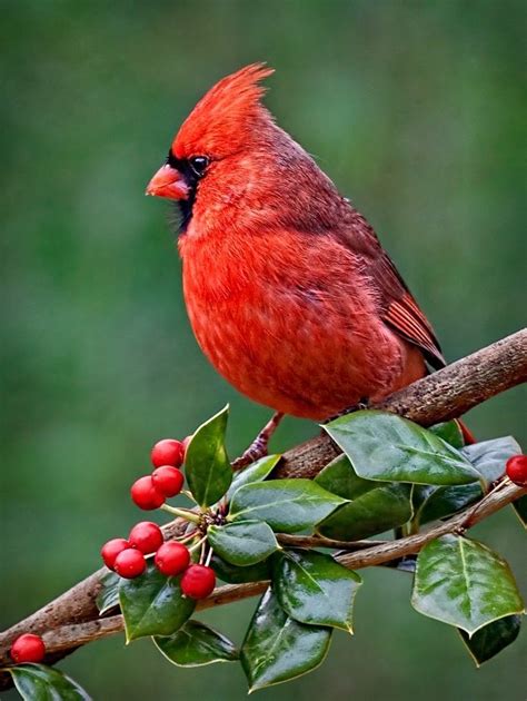 Cardinal In The Holly Pretty Birds Beautiful Birds Animals Beautiful