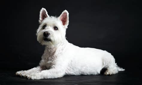 West Highland White Terrier Opis Rasy Charakter Wygląd Petportalpl