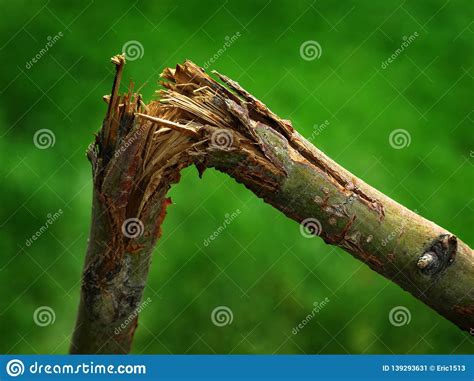 Broken Branch With Coconut Lies On The Ground In The Courtyard Of The