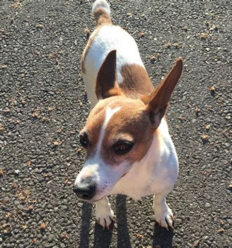 Female Jack Russell Lost In Riverstick Munster Lost And Found Pet
