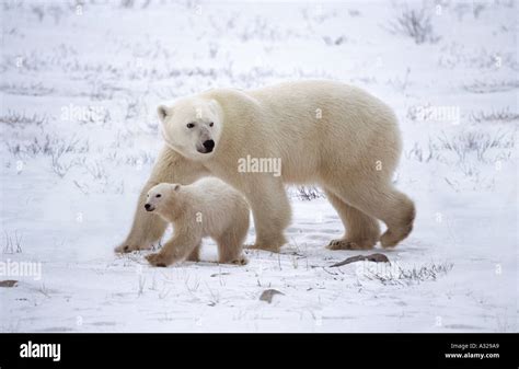 Polar Bear Mother And Cub Churchill Manitoba Canada Stock Photo Alamy