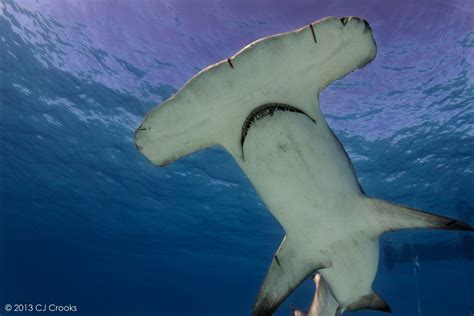 Bimini Sharklab Shark Research And Marine Biology Internships