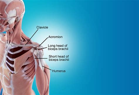 7 Best Exercises To Treat And Prevent Biceps Tendinitis