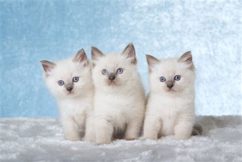 Ragdoll Cat Breed Information Buying Advice Photos And