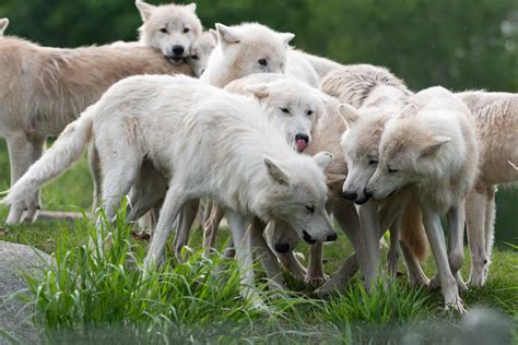 Arctic Wolf Pack Zoochat