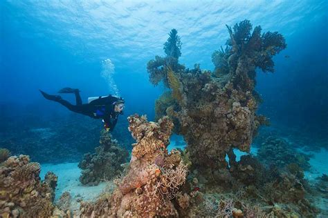 Coral Reefs In The Red Sea May Save Reefs Around The World Heres How