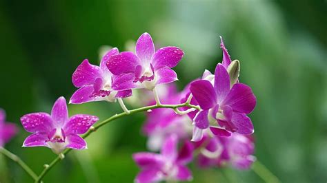 Close Up Photography Purple Dendrobium Orchids Orchids Blossom