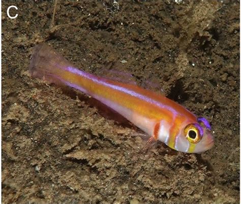 Trimma Panemorfum A Gorgeous New Goby Species From Palau Reef