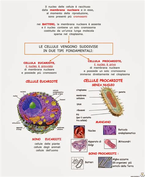 Paradiso Delle Mappe Le Cellule Eucariote E Procariote