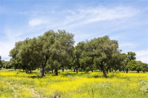 Flowery Field Stock Photo Image Of Land Grow Clouds 9710210