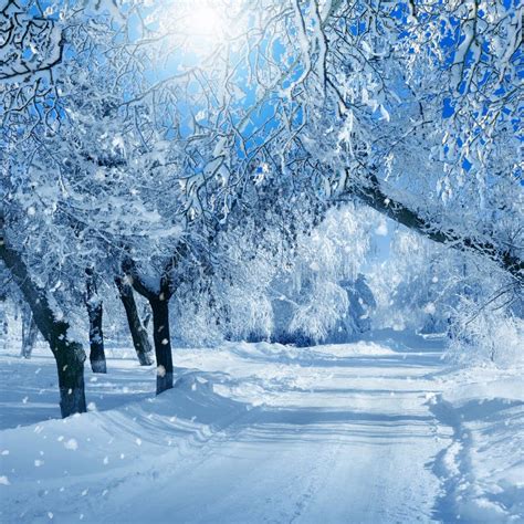 Winter Scenery Frosty Trees Stock Photo Image Of Snowfall Forest