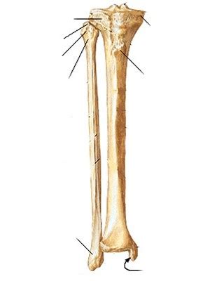 Bone Flashcards