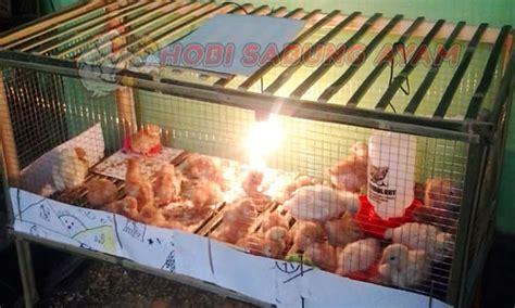 Kandang untuk anak ayam umur sehari sampai berumur 2 bulan.ukuran kandang harus agak lebar agar anak ayam bebas bermain.ukuran kandang sebaiknya = p.120 cm x l.100 cm x t.70 cm untuk 10 ekor anak ayam kandang ayam bangkok. Cara Membuat dan Ukuran Kandang Ayam Bangkok